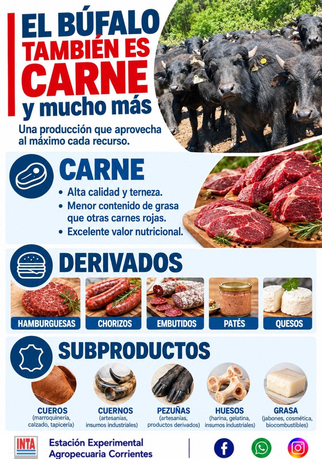 Carne y leche de búfalo: una alternativa para diversificar la producción en Corrientes