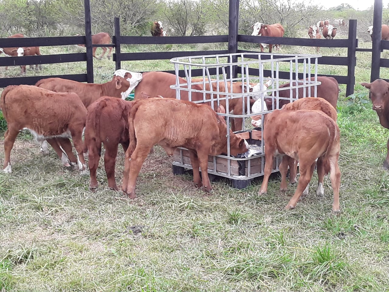 INTA Corrientes impulsa el creep feeding para preparar mejor a los terneros antes del destete