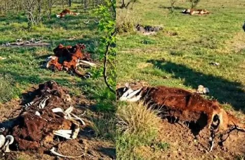 Investigan el faltante de 140 vacunos tras hallar 78 animales muertos en un campo de Curuzú Cuatiá