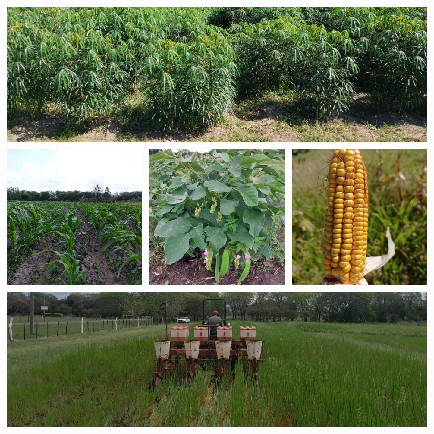 El INTA Corrientes estudia rotaciones de cultivos para mejorar la producción agropecuaria