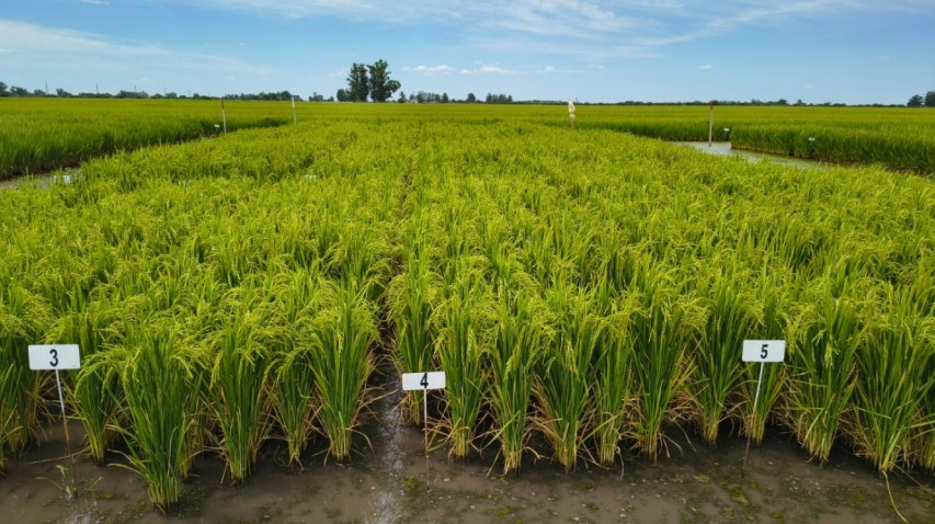 INTA Corrientes investiga cómo mejorar la fertilización del arroz a partir del conocimiento del suelo